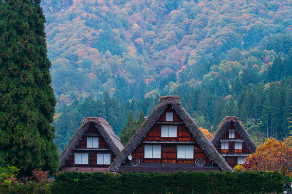 増感　秋色を確認