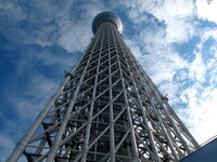 根っこから見上げた東京スカイツリー