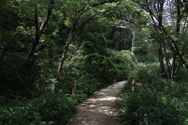 今日は山に登りまして