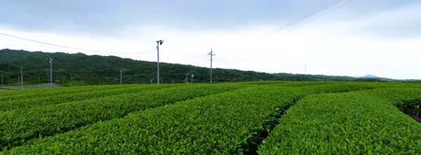 茶園