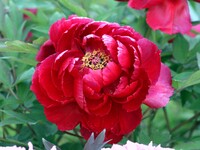 赤い花の芍薬
