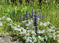 高山の花−１