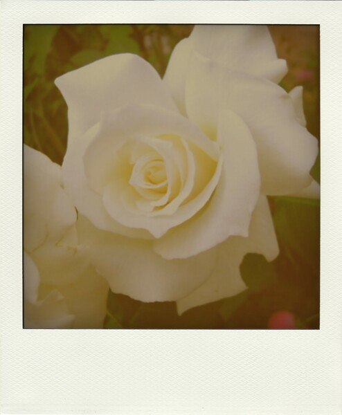 ポラロイドの白バラ