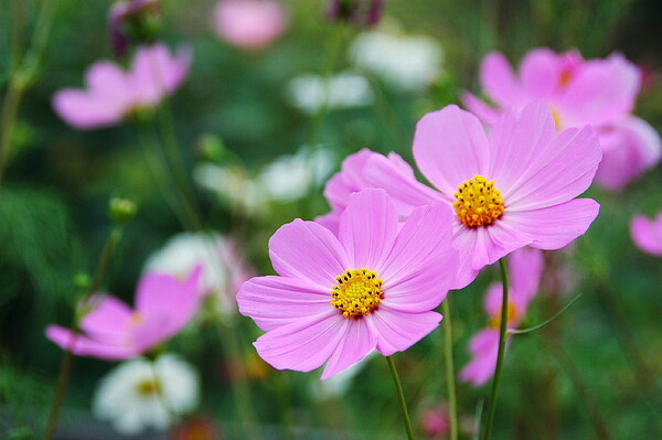 秋桜