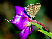 紫の花と蝶