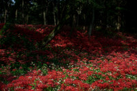 蜘と曼珠沙華