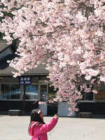 【桜】　足尾の春