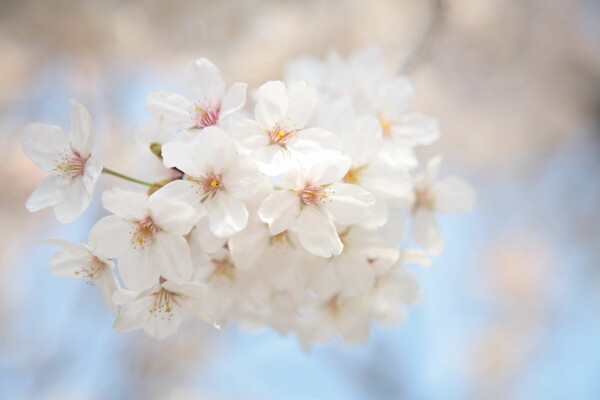 谷中の桜Ⅱ