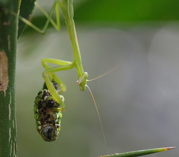 ドーダーという顔を見せたカマキリ