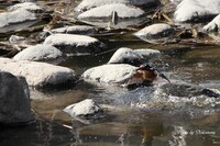 水面から・・翡翠