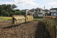 東京の田んぼ
