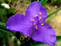 【好きなもの】色も大きさも好みの花