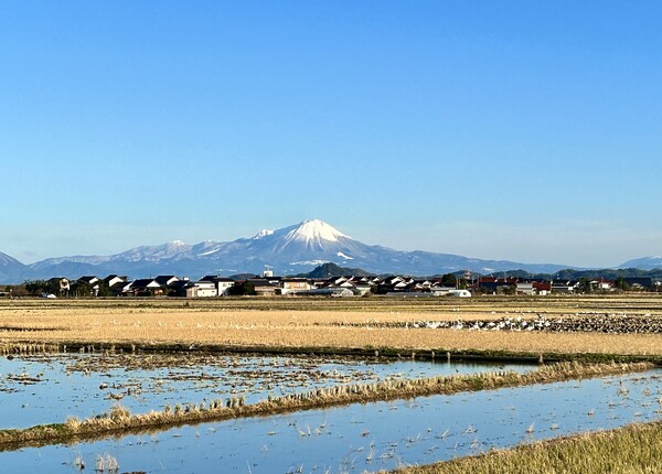 大山＆コハクチョウ、マガン