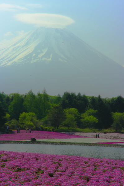 本栖湖の芝桜(No2)