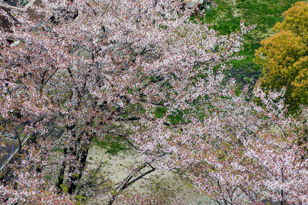 【はな】眼下の桜
