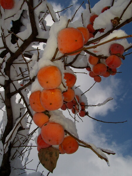 初雪の柿
