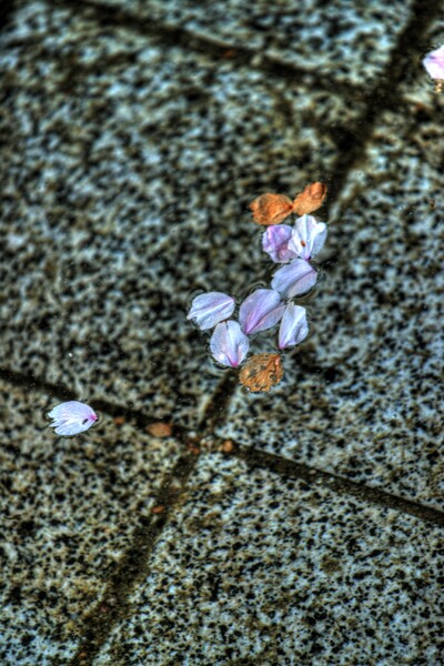 桜の終焉