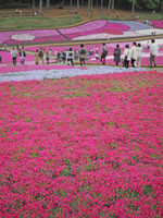 春を染める