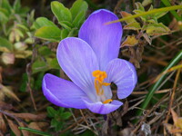 【ザ・ワールド】花の世界３蒼紫