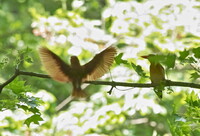 アカショウビン