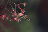 モミジ花と蜜蜂