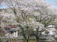 山北の春