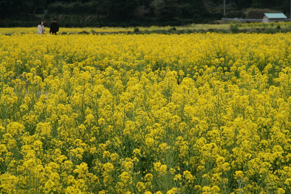 【花】菜の花畑