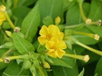 散歩で見つけた花　２