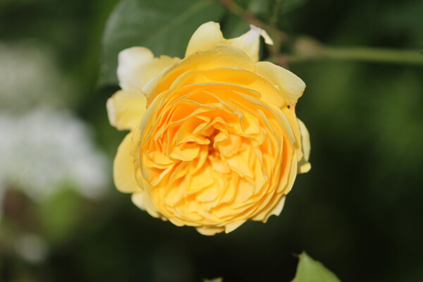 黄色な薔薇
