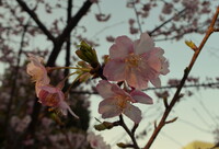 都心の河津桜