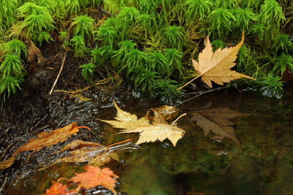 湿地の落ち葉