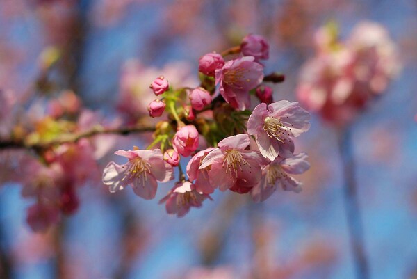 桜咲き撮り