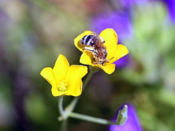 【生き物景色】小さい花に密蜂が来ました。