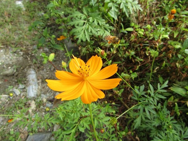 黄色い🌼は秋の花　コスモスの🌼