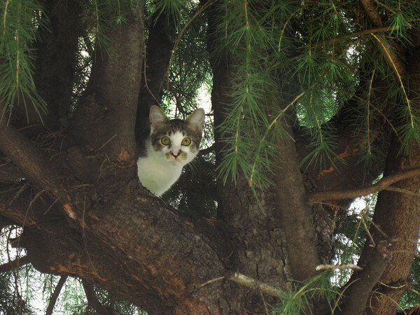 木登り子猫
