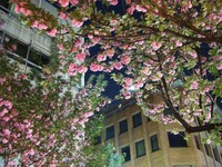 夜の八重桜