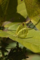 元気です　キタキチョウその４