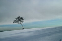 冬の丘に孤独な木