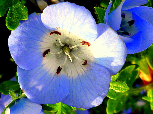 【春到来】春の青い花UP