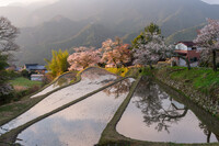 三多気の桜