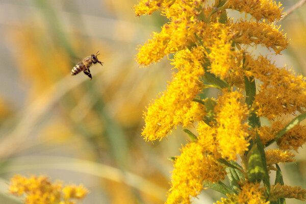 麒麟草に逸るミツバチ