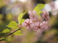 【自然】 河津桜