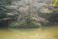 「秋影」溜め池の風情