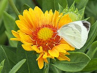 花と蝶
