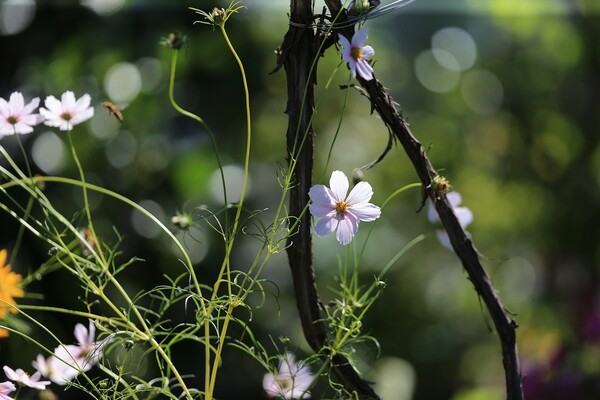 名残りの秋桜