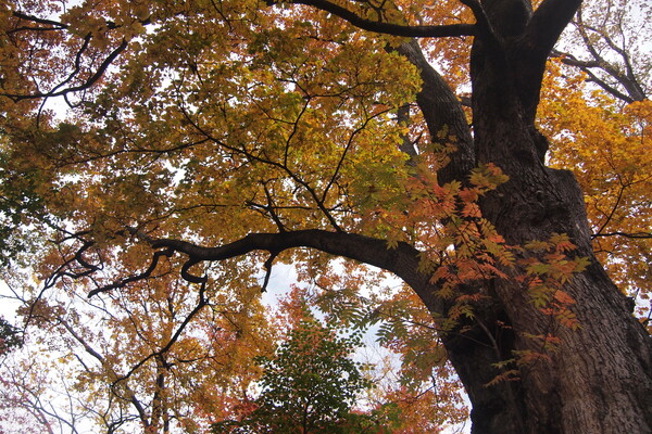 秋色の樹