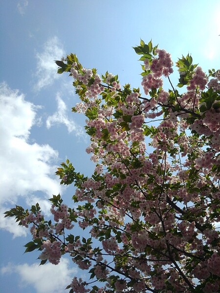 青空×八重桜