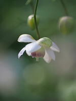 レンゲショウマ◎VARIO ELMARIT50-200mm(4