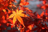 透過光の　紅葉の葉