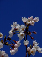 [写楽]梅は咲いたか桜はまだか